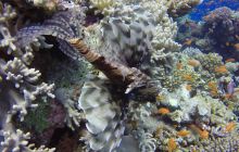 Safaga listopad 2013