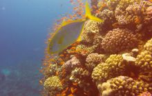 Safaga listopad 2013