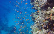 Safaga listopad 2013