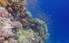 Safaga listopad 2013