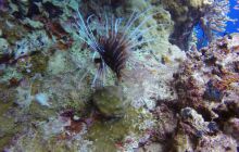 Safaga listopad 2013