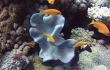 Safaga listopad 2013