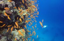 Safaga listopad 2013