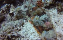 Safaga listopad 2013