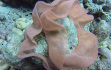 Safaga listopad 2013