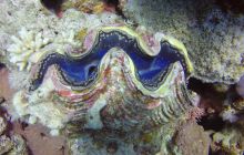 Safaga listopad 2013