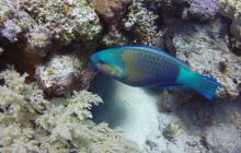 Safaga listopad 2013