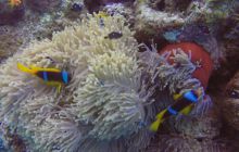 Safaga listopad 2013