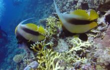 Safaga listopad 2013