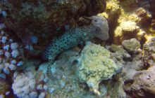 Safaga listopad 2013