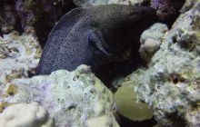 Safaga listopad 2013