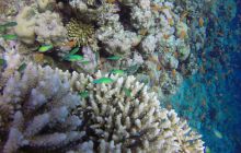 Safaga listopad 2013