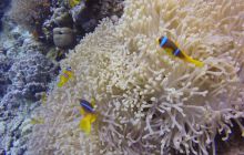 Safaga listopad 2013