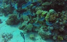 Safaga listopad 2013