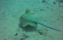 Safaga listopad 2013