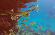 Safaga listopad 2013