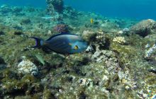 Safaga listopad 2013