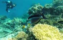 Safaga listopad 2013