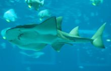 Zdjęcia z wyjazdu do Australii 2013