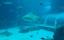 Zdjęcia z wyjazdu do Australii 2013