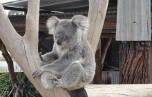 Zdjęcia z wyjazdu do Australii 2013