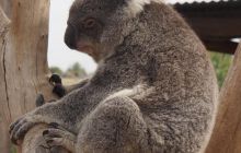 Zdjęcia z wyjazdu do Australii 2013