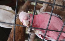 Zdjęcia z wyjazdu do Australii 2013