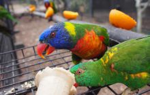 Zdjęcia z wyjazdu do Australii 2013