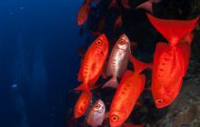 Zdjęcia z wyjazdu do Australii 2013