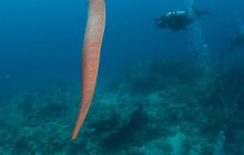 Zdjęcia z wyjazdu do Australii 2013