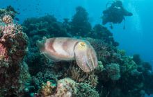 Zdjęcia z wyjazdu do Australii 2013