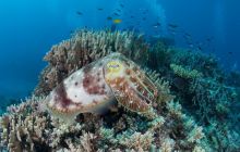 Zdjęcia z wyjazdu do Australii 2013