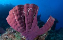 Zdjęcia z wyjazdu do Australii 2013