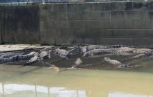 Zdjęcia z wyjazdu do Australii 2013