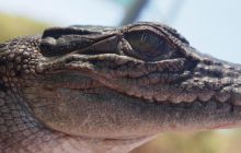 Zdjęcia z wyjazdu do Australii 2013