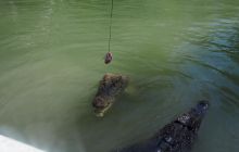 Zdjęcia z wyjazdu do Australii 2013