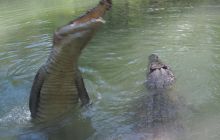 Zdjęcia z wyjazdu do Australii 2013