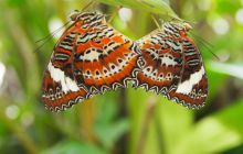 Zdjęcia z wyjazdu do Australii 2013