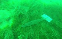 Zdjęcia z nurkowania w Piechcinie