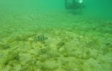 Zdjęcia z nurkowania w Piechcinie