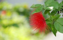 Foto Relacja z Sipadanu