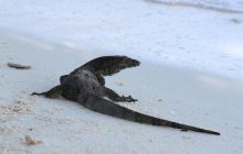 Foto Relacja z Sipadanu