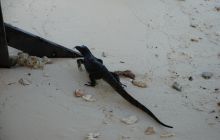 Foto Relacja z Sipadanu