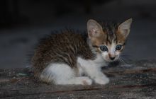 Foto Relacja z Sipadanu