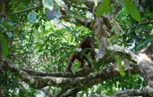 Foto Relacja z Sipadanu