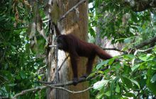 Foto Relacja z Sipadanu