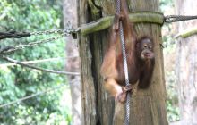 Foto Relacja z Sipadanu