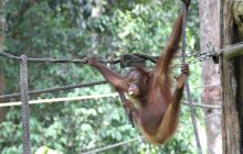 Foto Relacja z Sipadanu