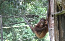 Foto Relacja z Sipadanu