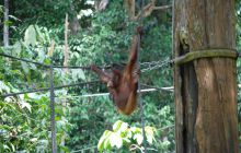 Foto Relacja z Sipadanu